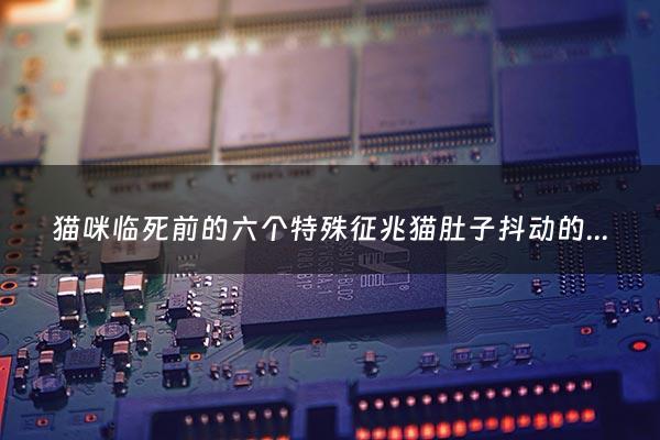 猫咪临死前的六个特殊征兆猫肚子抖动的厉害 不吃不喝 - 猫咪死之前肚子鼓鼓的