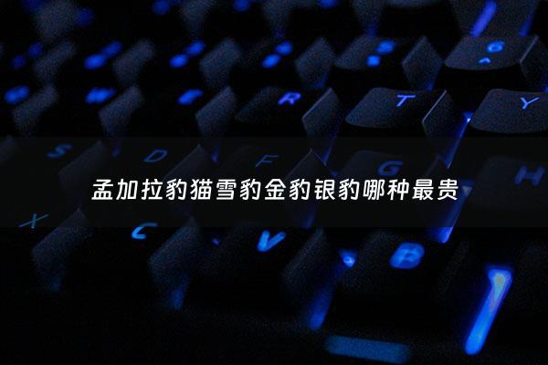 孟加拉豹猫雪豹金豹银豹哪种最贵 - 孟加拉豹猫银雪色