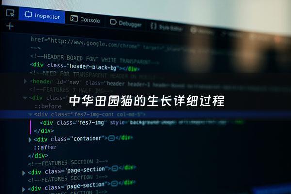 中华田园猫的生长详细过程 - 中华田园猫的生长详细过程图片