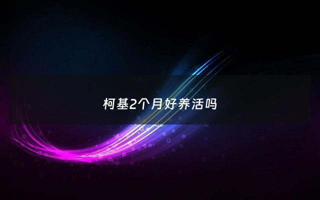 柯基2个月好养活吗 - 柯基两个月一般多少斤