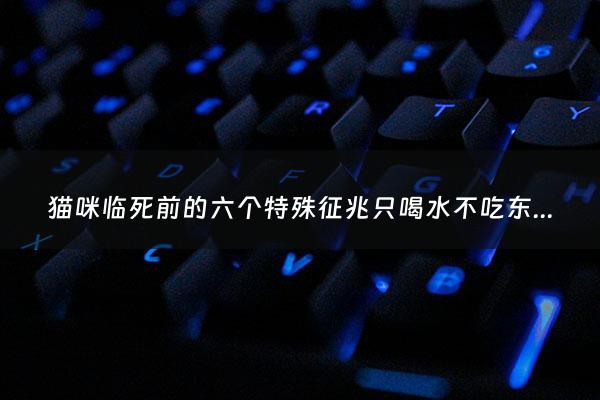 猫咪临死前的六个特殊征兆只喝水不吃东西 - 猫咪临死前会喝水吗