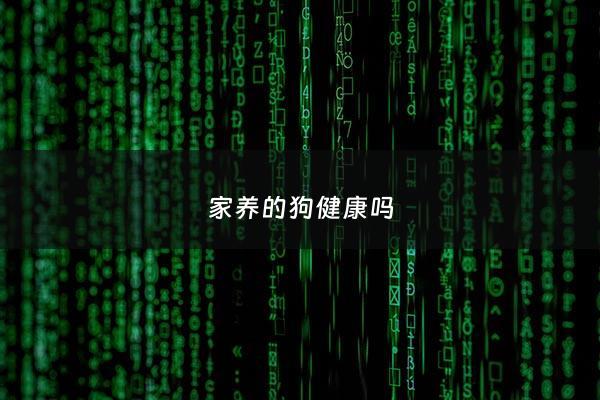 家养的狗健康吗 - 家养的狗会有病毒吗