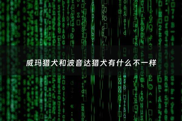 威玛猎犬和波音达猎犬有什么不一样 - 威玛猎犬和波音达猎犬有什么不一样吗