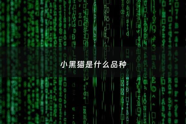 小黑猫是什么品种 - 小黑猫是什么品种呀