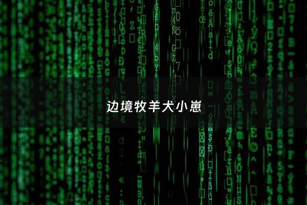 边境牧羊犬小崽 - 边境牧羊犬小的时候