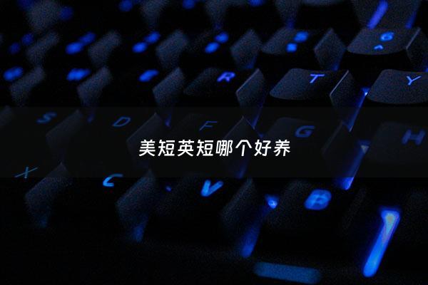 美短英短哪个好养 - 美短猫 英短猫哪种好养