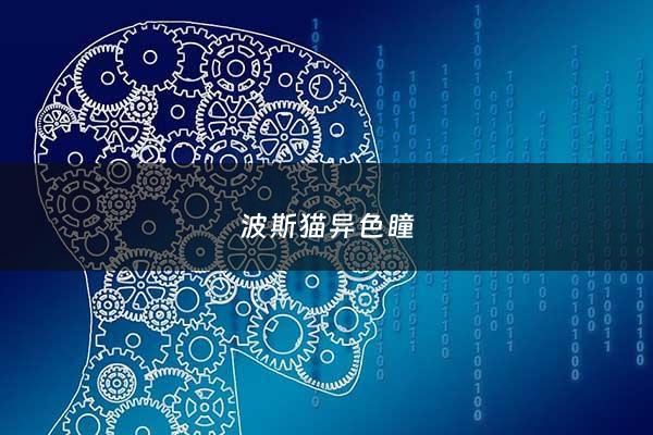 波斯猫异色瞳 - 异瞳波斯猫***一只