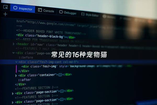 常见的16种宠物猫 - 比较常见的宠物猫