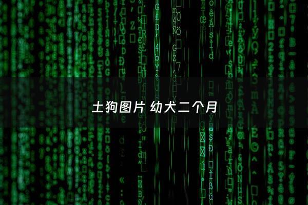 土狗图片 幼犬二个月 - 小土狗长大后两个月的照片