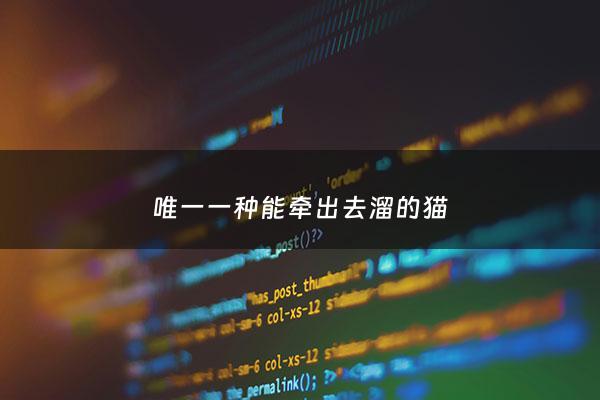 唯一一种能牵出去溜的猫 - 养猫会吸走女人的运气吗