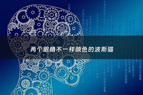 两个眼睛不一样颜色的波斯猫 - 波斯猫双眼颜色不一样