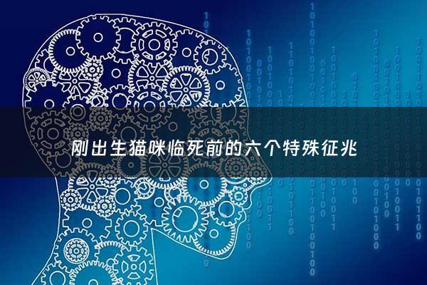 刚出生猫咪临死前的六个特殊征兆 - 刚出生猫咪临死前的六个特殊征兆图片