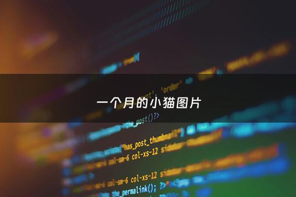 一个月的小猫图片 - 1个月的小猫图片