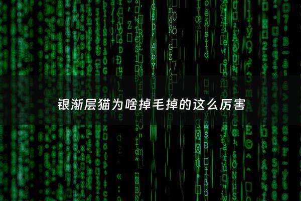 银渐层猫为啥掉毛掉的这么厉害 - 银渐层掉毛是怎么回事