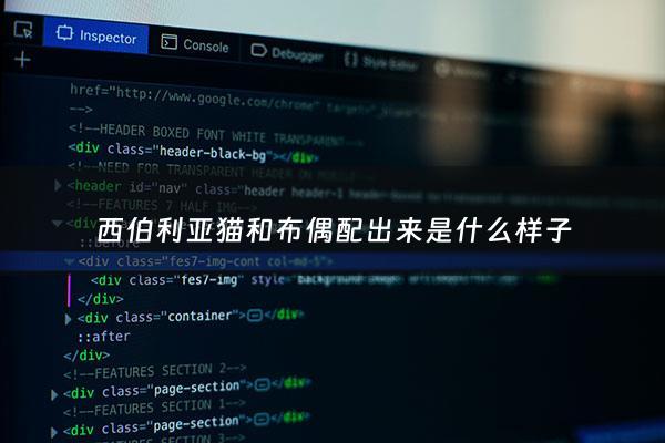 西伯利亚猫和布偶配出来是什么样子 - 西伯利亚猫和英短蓝猫串是什么样的