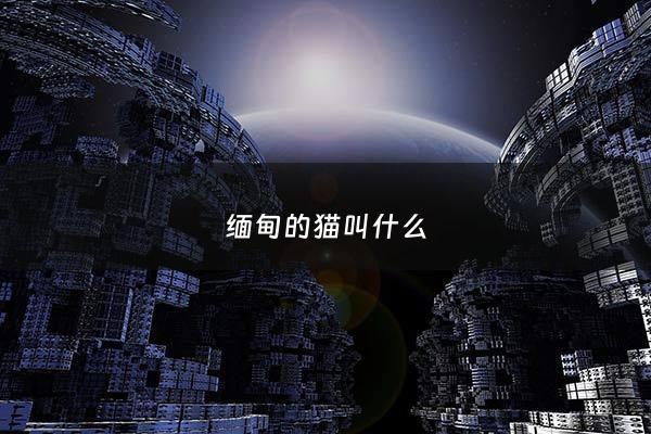 缅甸的猫叫什么 - 缅甸猫是大型猫吗