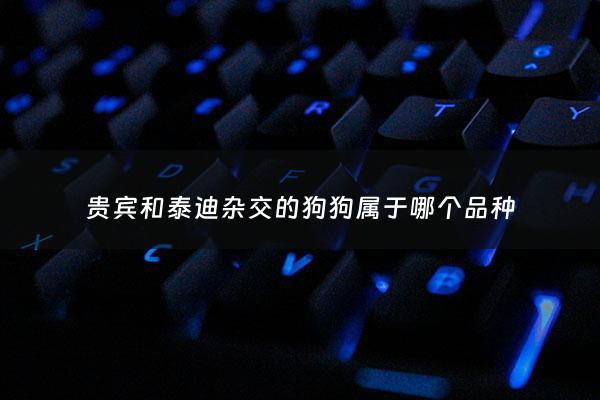 贵宾和泰迪杂交的狗狗属于哪个品种 - 贵宾和泰迪犬的区别