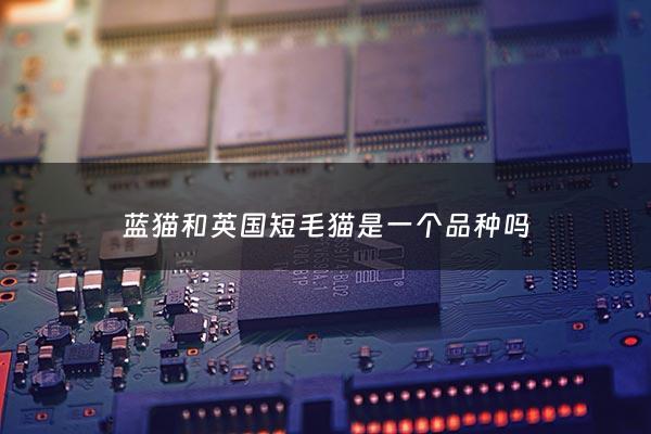 蓝猫和英国短毛猫是一个品种吗 - 英短蓝猫和英国短毛猫