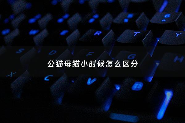 公猫母猫小时候怎么区分 - 公猫小时候比母猫瘦吗