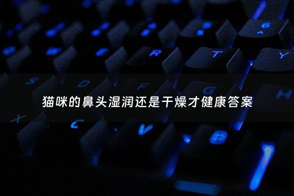 猫咪的鼻头湿润还是干燥才健康答案 - 猫的鼻头湿意味着什么