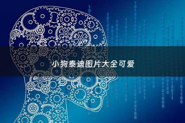 小狗泰迪图片大全可爱 - 播放小狗泰迪图片