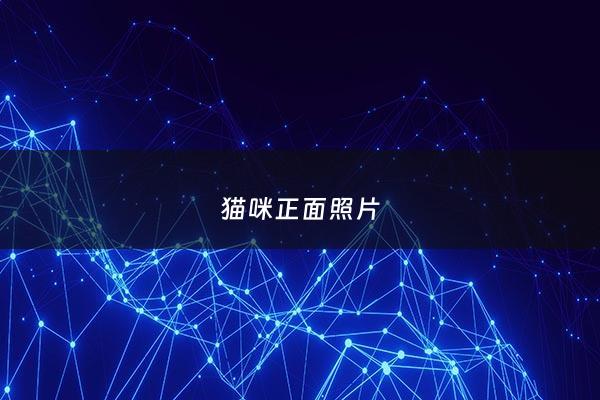 猫咪正面照片 - 猫咪正脸照片
