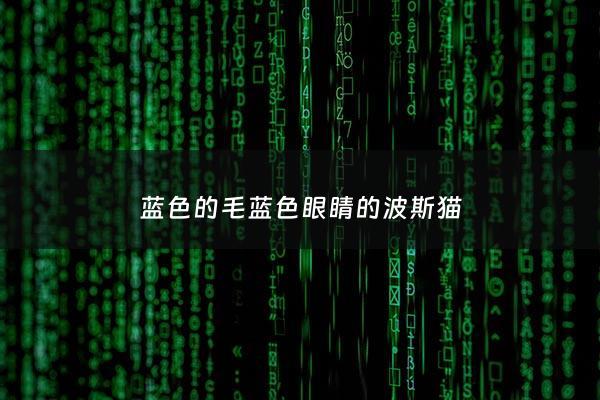 蓝色的毛蓝色眼睛的波斯猫 - 纯白蓝眼睛波斯猫