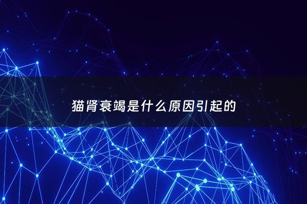 猫肾衰竭是什么原因引起的 - 猫肾衰竭怎么办