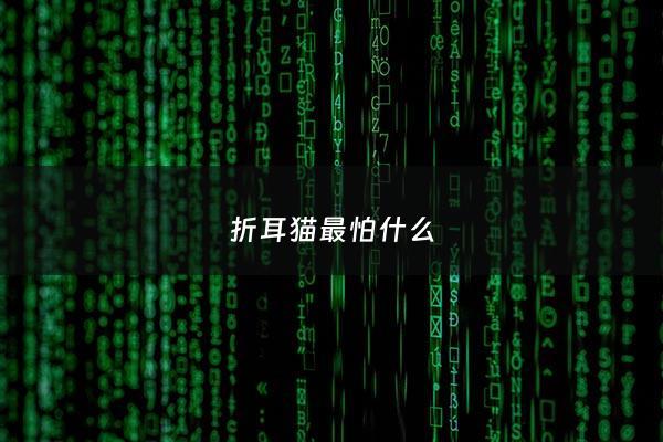 折耳猫最怕什么 - 折耳猫受欺负吗