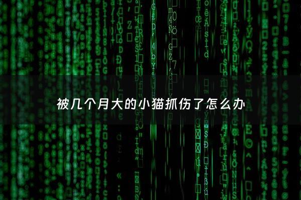 被几个月大的小猫抓伤了怎么办 - 被几个月大的小猫抓伤需要打疫苗吗?
