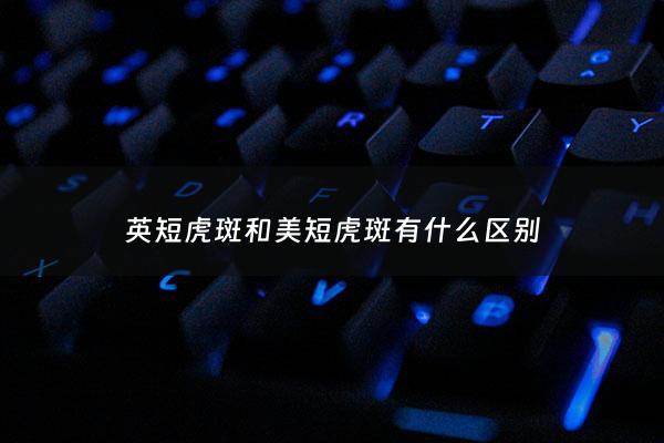 英短虎斑和美短虎斑有什么区别 - 英短虎斑 美短