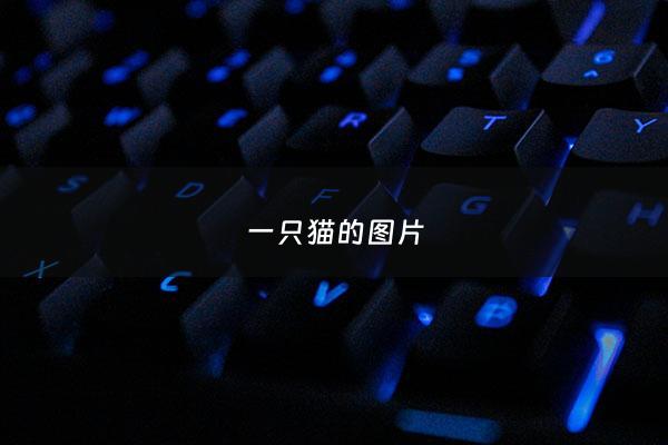 一只猫的图片 - 三个人一只猫的图片