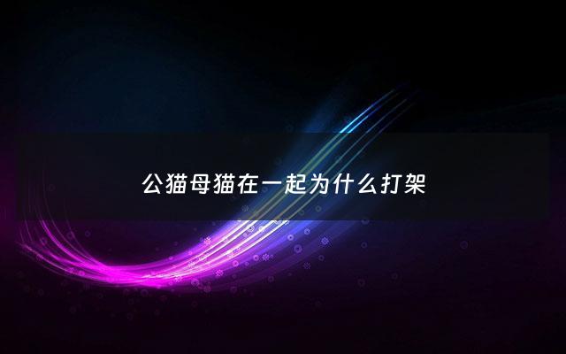公猫母猫在一起为什么打架 - 公猫母猫在一起打架怎么办