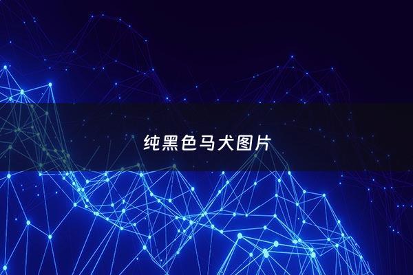 纯黑色马犬图片 - 黑色的马犬是纯种吗