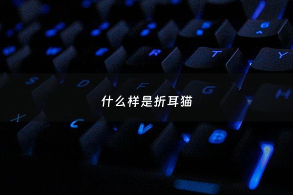 什么样是折耳猫 - 秒懂百科什么是折耳猫