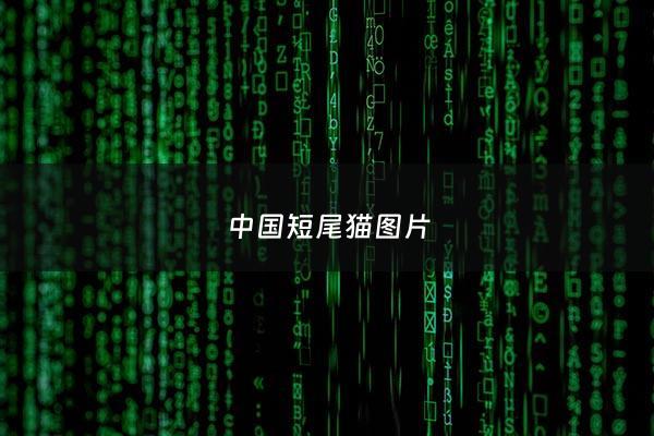 ***短尾猫图片 - ***短毛猫图片
