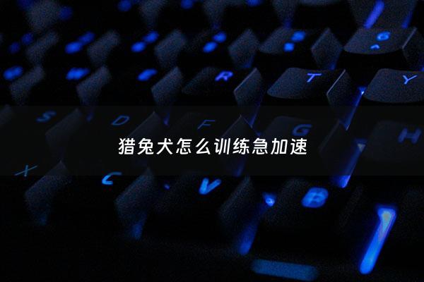 猎兔犬怎么训练急加速 - 猎兔犬怎么训练追兔子