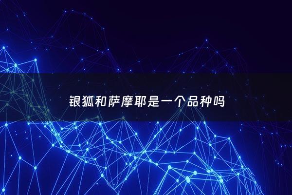 银狐和萨摩耶是一个品种吗 - 银狐犬和萨摩耶犬的区别