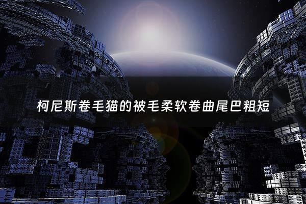 柯尼斯卷毛猫的被毛柔软卷曲尾巴粗短 - 柯尼斯卷毛猫毛不卷