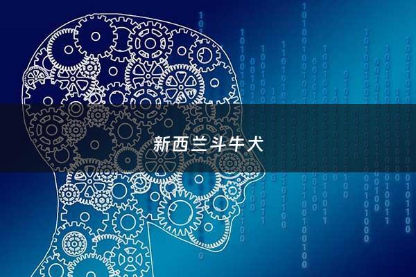 新西兰斗牛犬 - 西班牙斗牛犬***一只