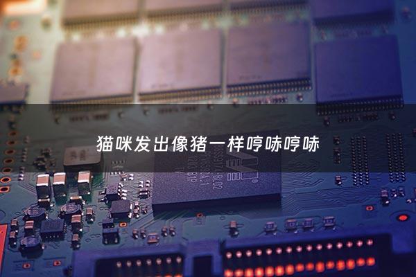 猫咪发出像猪一样哼哧哼哧 - 猫咪发出像猪一样哼哧哼哧的叫