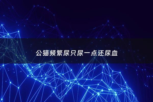 公猫频繁尿只尿一点还尿血 - 公猫频繁尿只尿一点还尿血正常吗