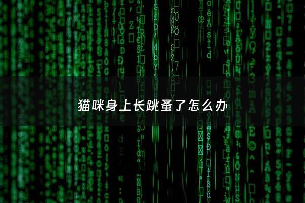 猫咪身上长跳蚤了怎么办 - 猫身上有跳蚤人长小疙瘩