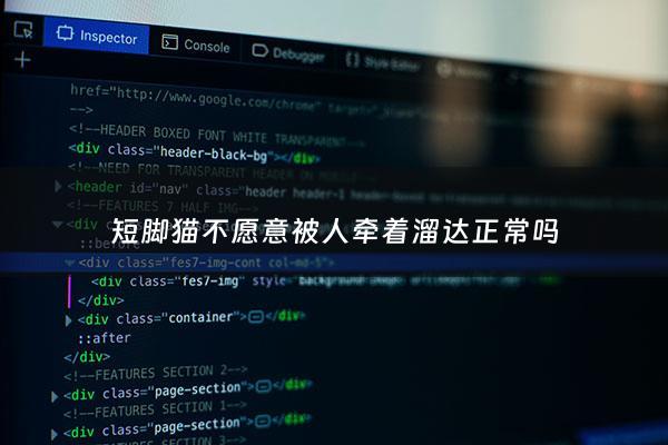 短脚猫不愿意被人牵着溜达正常吗 - 短脚猫好不好