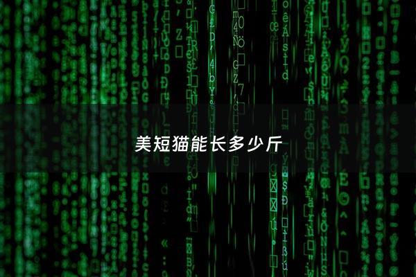 美短猫能长多少斤 - 美短猫可以长多大