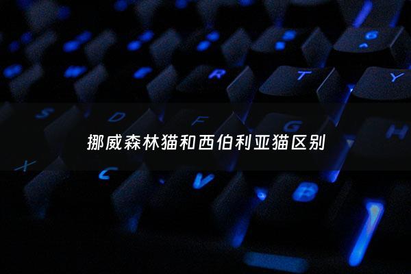 挪威森林猫和西伯利亚猫区别 - 西伯利亚猫跟挪威森林猫