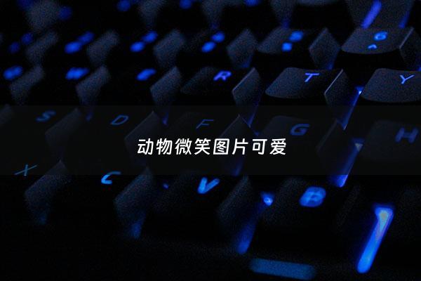 动物微笑图片可爱 - 动物微笑表情包