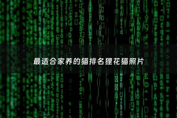 最适合家养的猫排名狸花猫照片 - 最适合家里养的猫