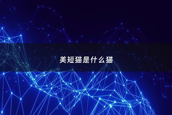 美短猫是什么猫 - 美短猫是啥意思