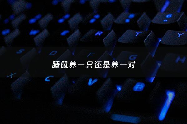 睡鼠养一只还是养一对 - 睡鼠可以养一对吗